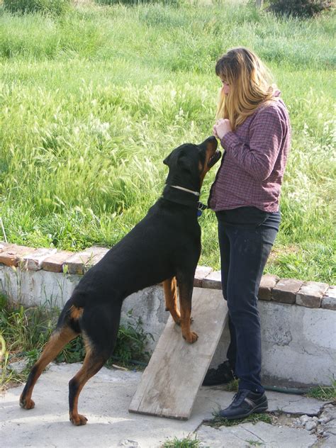 Dog Training Common Misconceptions And Myths About Positive Trainers