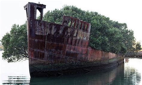 An Abandoned Ship That Turned Into A Floating Forest