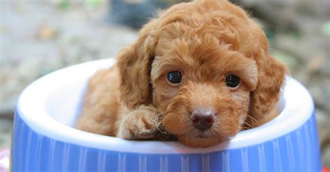 Apr 12, 2021 · there's nothing you can do if your dog hiccups in sleep. Pet Care Nutrition Do Puppies Get Hiccups - PetPremium