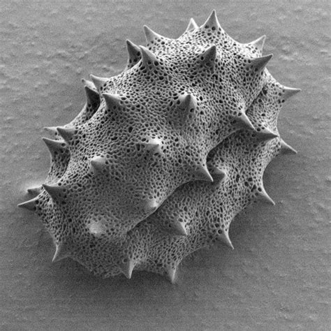 Feverfew Plant Scanning Electron Microscope Images Ufo Microscopic
