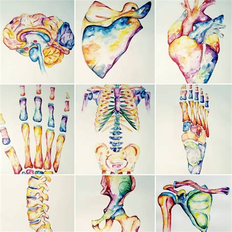 Anatomy Drawing Anatomy Art Human Anatomy Painting Inspiration Art