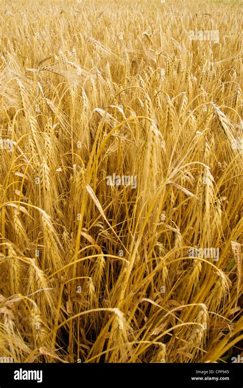Field Of Grain Stock Photo Alamy