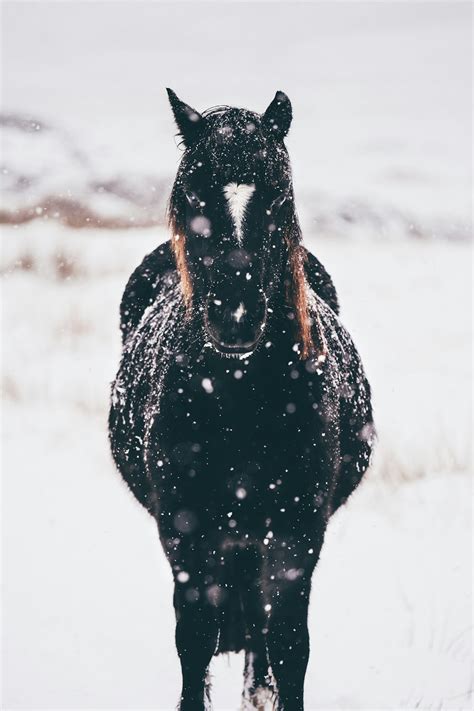 Aesthetic Horse Wallpaper Iphone Wallpapers Iphone