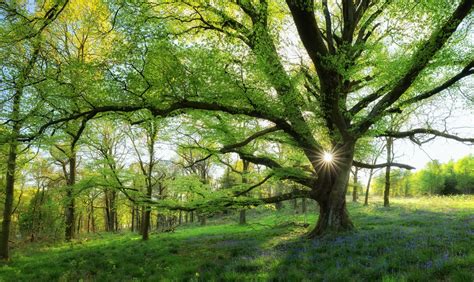 美丽的春天阳光绿树风景 欧莱凯设计网