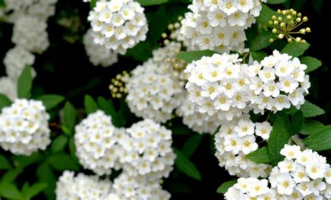 This list of shade perennials to plant with spring bulbs is perfect! Crisp & Clean...White Spring Flowers - Redeem Your Ground ...