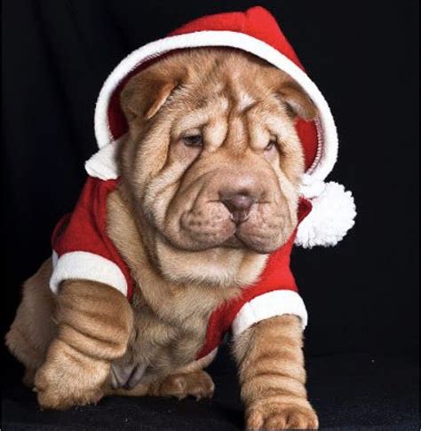 Looking for a good deal on shar pei toy? 14 Costumes That Prove Shar Pei Always Win At Halloween ...