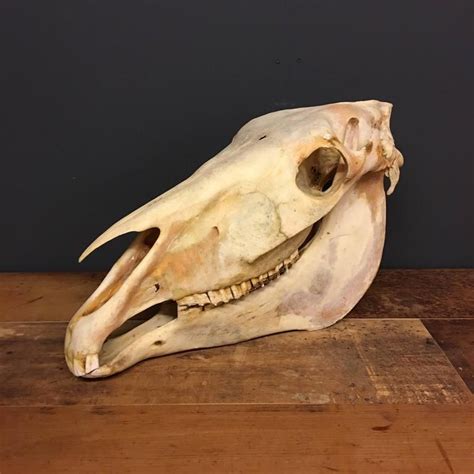 Large Vintage Horse Skull Horse Skull Animal Bones Animal Skeletons
