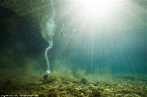 French Photographer Captures Underwater Shots Of A Swan Daily Mail Online