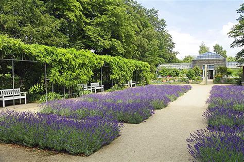 > liebe gäste, wir freuen uns, ihnen mitteilen zu können, dass wir unter einhaltung strenger hygienevorgaben unseren außenbereich. Echter Lavendel im Lavendelgarten / Botanischer Garten ...