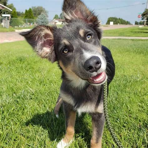 Australian Shepherd Border Collie Mix Personality And Care