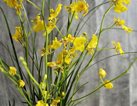Order fresh flowers online with same day delivery or visit local ftd florists. Does anybody know what type of flower this is!? (With ...