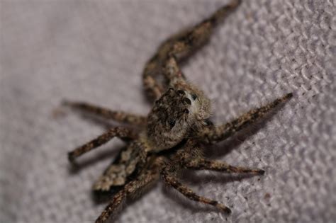 New England Jumping Spider Standingoutinmyfield