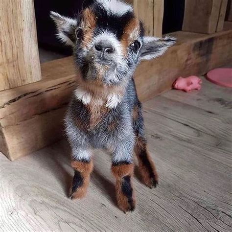 Goats Are Weird On Instagram A Very Cute Baby Goat 🥰🥰 By Lafermed
