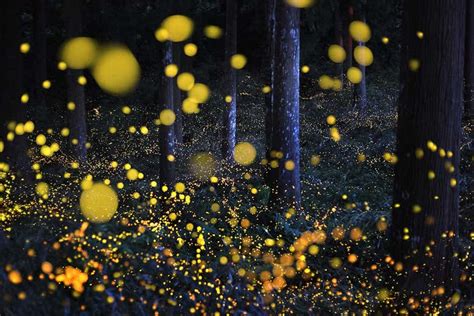 Fireflies Dont Just Glow For Sex They Do It To Warn Away Bats Too