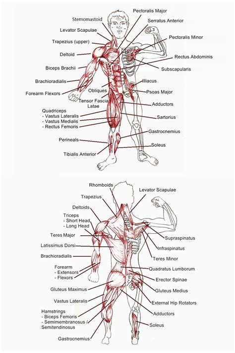 In this image, you will find frontalis, orbicularis oculi, zygomaticus, masseter, orbicularis oris, sternocleidomasteoid, deltoid, pectoralis major, biceps brachii, iliopsoas, adductor longus, gastrocnemius. Human Muscle Anatomy Diagram