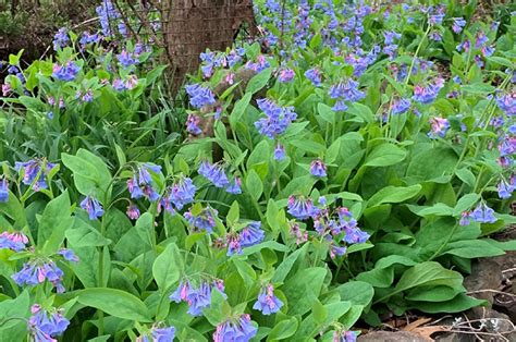 A Native Showstopper Virginia Bluebells Ut Gardens March 2021 Plant