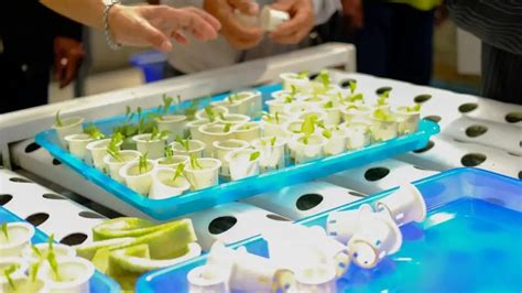 Your Perfect Guide About When To Transplant Seedlings In Hydroponics