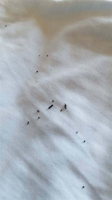 Flea Dirt On Sheets
