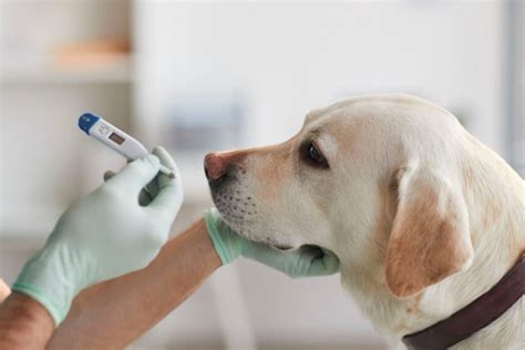 How Do I Treat A Tick Bite On A Dog Pettable Esa Experts