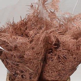 ASPARAGUS FERN DYED COPPER 85cm Wholesale Dutch Flowers Florist