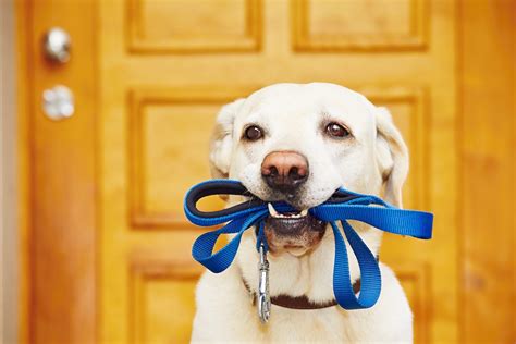 What Kind Of Leash Is Right For Your Dog Animal Care Center