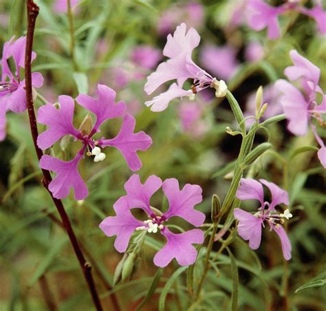 Clarkia Pulchella Photograph By Science Photo Library Pixels