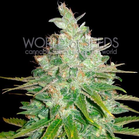 Afghan Kush X White Widow Medical Collection Worldofseeds
