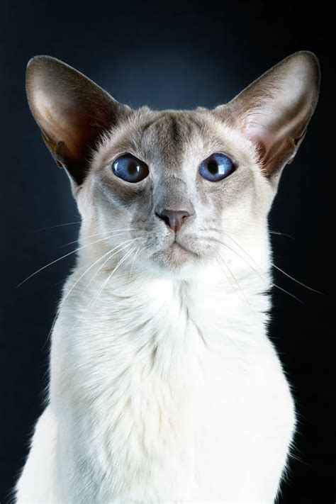 Gorgeous Oriental Siamese Cat Blue Eyes Black Background Stock Photo
