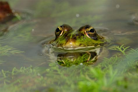 Free Images Nature Wildlife Green Biology Frog Toad Amphibian