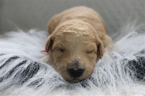 Our standard goldendoodle puppies are from the legacy of healthy goldendoodle breeders. goldendoodle puppies for sale in michigan in Woodhaven ...