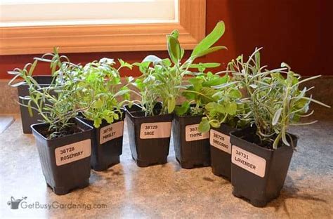 Add a modern farmhouse upgrade to your kitchen with these mason jar herb gardens. Indoor Kitchen Herb Garden - Get Busy Gardening