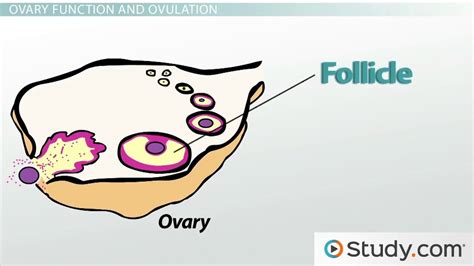 Oogenesis How The Female Reproductive System Produces Eggs Video