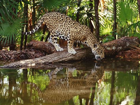 Jaguar Jungle Hd Wallpaper Animals Wallpaper Better