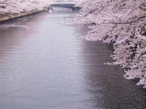 Cherry Blossoms Along A River Photograph By Neconote Fine Art America