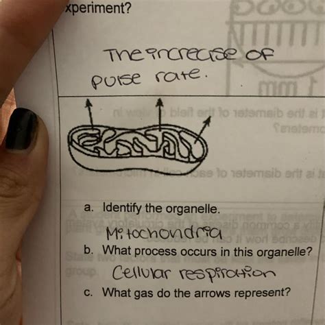 What are two reactants needed for cellular respiration? a. Identify the organelle. Mitochondria b. What process occurs in this organelle? Cellular ...