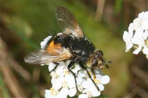Maybe you would like to learn more about one of these? Insektenbox: Nowickia ferox