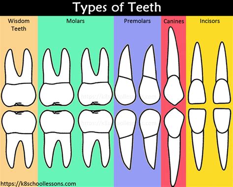 Types Of Teeth Au Au