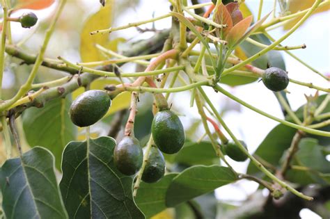 Allow your avocado plant to grow. Beta Avocado tree growing is Homestead FLorida