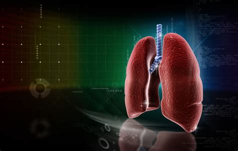 Wallpaper Medicine Lungs Anatomy Images For Desktop