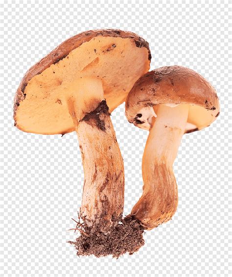 Edible Mushroom Fungus Fresh Mushrooms Food Material Png PNGEgg