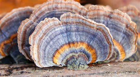 turkey tail mushroom identification and benefits davey tree