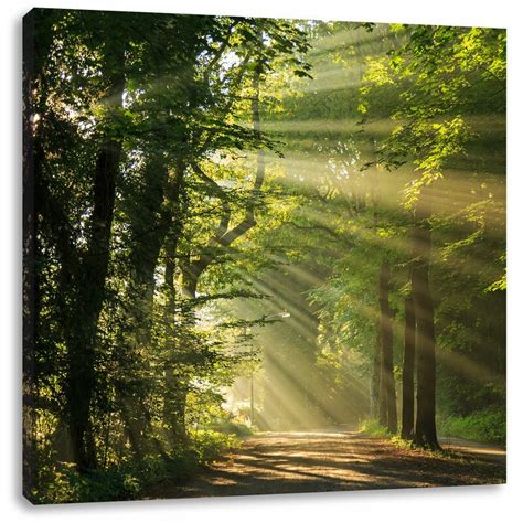 East Urban Home Sunny Forest Path In Spring Photographic Print On
