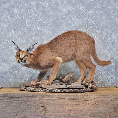 We have serval, margay, caracal, lynx, safari, savannah,lion and tiger tubes,ocelot bengal kittens for sale. African Caracal Cat Mount #10199 - The Taxidermy Store