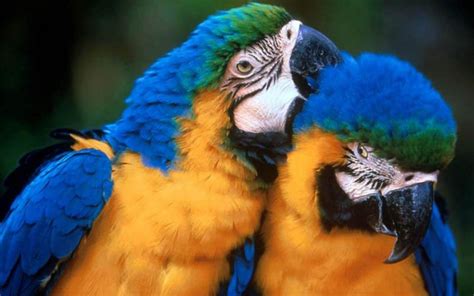 Macaw Parrot Bird Tropical 57 Wallpapers Hd Desktop And Mobile