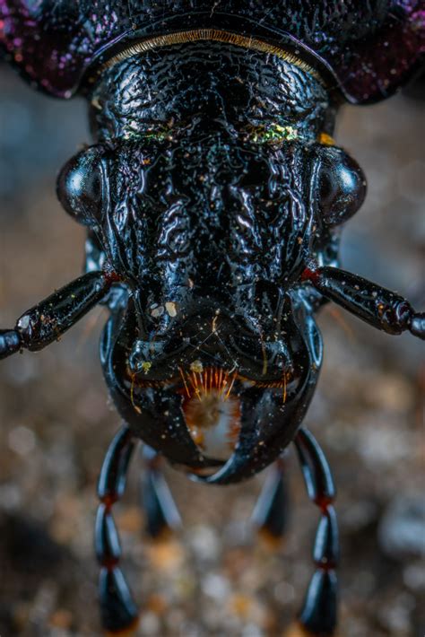 You can't step on it and squish it, i've seen cars run over them and they just kind of walk away. Palo Verde Beetles in Arizona in 2020 | Insect photography ...
