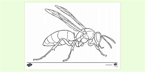 Wasp Colouring Page