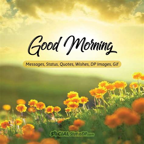 15 Best Good Morning Messages Status Wishes Quotes With Amazing Images Pictures 🌞🌻
