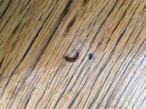 It attacks fur, furniture, rugs, carpets, and clothing. Carpet Beetle Larvae Found Around Home - All About Worms