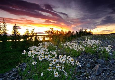 Daisies At Sunset Image Id 266593 Image Abyss
