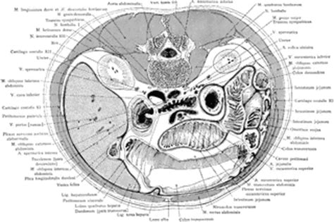 + the human trunk can be considered a hollow cylinder. Cross Section of the Trunk through Third Lumbar Vertebra ...